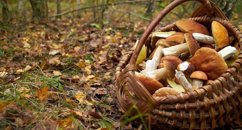 La Siesta Del Naranjo Villa Monesterio Kültér fotó